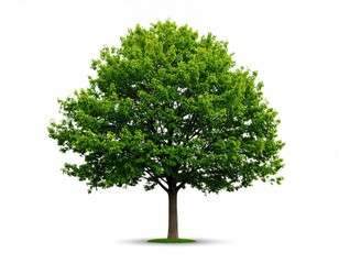 Lush green tree against white background