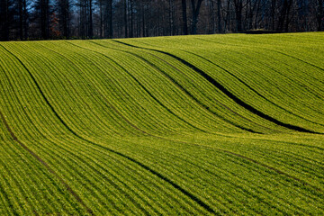 A field in late autumn with vivid furrows