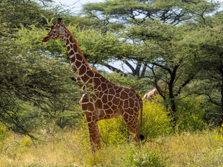Reticulated Giraffe in Samburu , Kenia