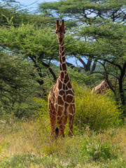 Reticulated Giraffe in Samburu , Kenia
