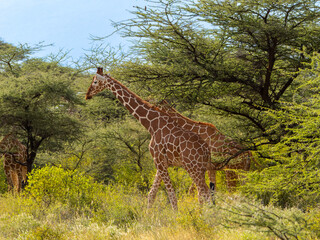 Reticulated Giraffe in Samburu , Kenia