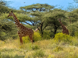 Reticulated Giraffe in Samburu , Kenia