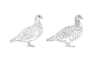 Two line art drawings of quail birds facing left on white background
