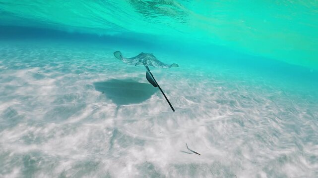 Discover graceful stingrays gliding through the crystalclear waters of the stunning Cayman Islands. This marine adventure is perfect for wildlife and nature lovers seeking unforgettable moments