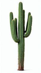 Large iconic cactus with textured green arms and spines, isolated on white background with soft lighting.
