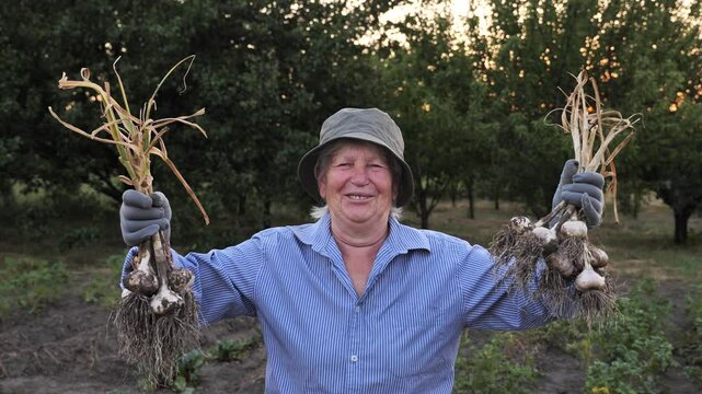 An old woman farmer with freshly picked garlic in her garden. Growing and harvesting garlic.