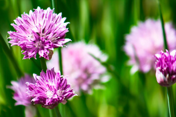 Chives in Bloom-Purple, Lilac Color, Lavender Flower, Herb, Fragrant, delicious, recipe, cooking, herbs, colorful, recipe book, onion, macro
