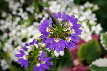 Flower of a blue fanflower Scaevola aemula in front of a blurred background