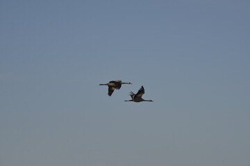 Flygande tranor