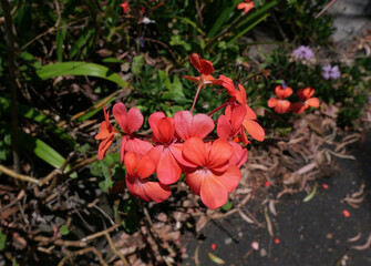 Close up of beautiful red hydrangea flowers