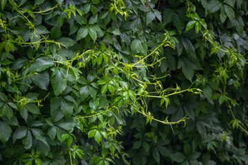 
Wild grapes, climbing on fence - natural background. Green leaves pattern - live plant. Eco concept. 