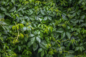 
Wild grapes, climbing on fence - natural background. Green leaves pattern - live plant. Eco...