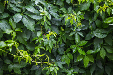 
Wild grapes, climbing on fence - natural background. Green leaves pattern - live plant. Eco...
