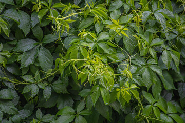 
Wild grapes, climbing on fence - natural background. Green leaves pattern - live plant. Eco concept. 
