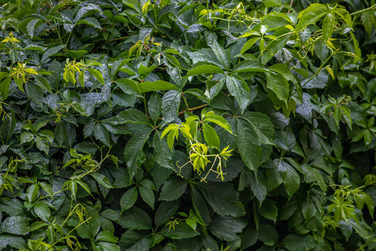 
Wild grapes, climbing on fence - natural background. Green leaves pattern - live plant. Eco concept. 