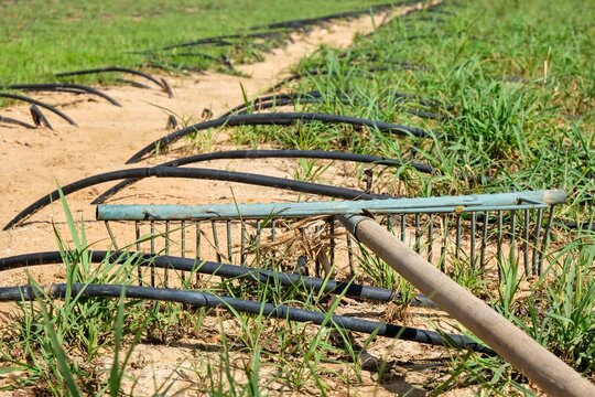 Garden rake lies on green sprouts alongside black drip irrigation hoses in farmland field. Organic agriculture in the UAE, agricultural tools and efficient watering techniques