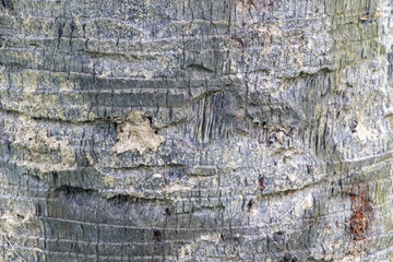 Real Photographed Palm Tree Skin: Unique Natural Patterns