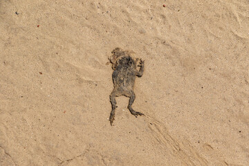 A deceased frog lies on coarse tan sand, its dry skin blending with the earthy, arid environment on...