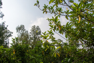 Lush green foliage and tall trees create a serene forest canopy under a partly cloudy sky,...