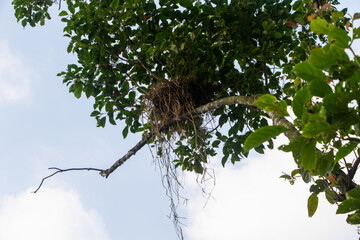 Rustic Bird Nest in Tree - Bangladeshi Wildlife Home
