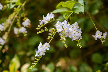 Purple flowers in the garden with green leaves background, Thailand.