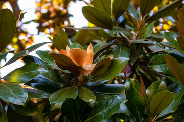 Magnolia grandiflora, also known as the magnolia tree. © Elena