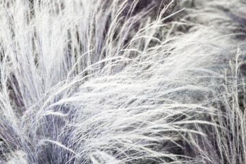 close up of dry grass in the field, abstract nature background.