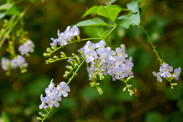 Flowering tree in the garden with green leaves and white flowers