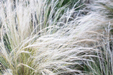 Feather grass in the field. Close-up. Selective focus.