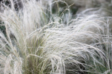close up of colorful fluffy grass in the field, shallow depth of field