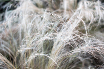close up of a field of grass with feathers in the background.