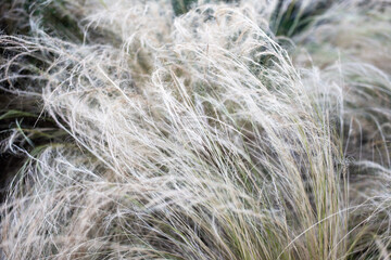 Close up of reed grass in winter. Shallow depth of field.