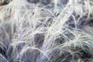 abstract background of fluffy feathers in the wind, closeup of photo