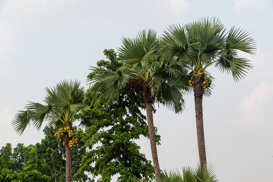 A tranquil view of majestic Borassus flabellifer palm trees with ripe fruits against a serene sky backdrop in a lush, natural setting.