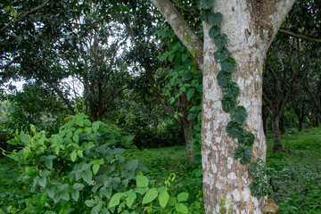 Lush vegetation features a tree covered in climbing plants, highlighting nature's harmony in an...