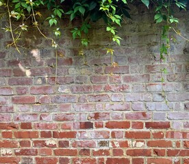 Old weathered wall with green foliage creeper above