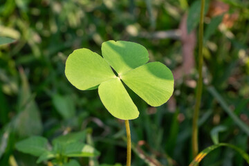 Rare Four Leaf Clover - Nature's Lucky Find