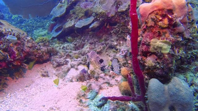 Lactophrys triqueter Perlen-Kofferfisch, Glatter Kofferfisch