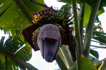 Edible Banana Flower Close Up - HD 4K