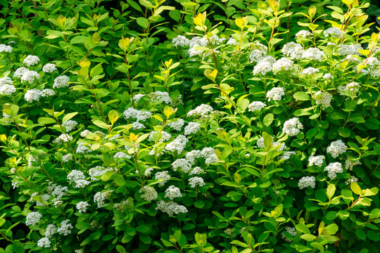 White flowers of the panicle spirea against a green background
Beautiful flowers in the summer garden