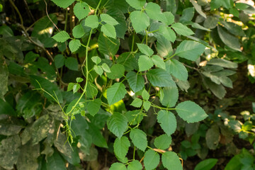Lush foliage displays bright green leaves of poison ivy vine climbing amongst other plants in a forest setting.