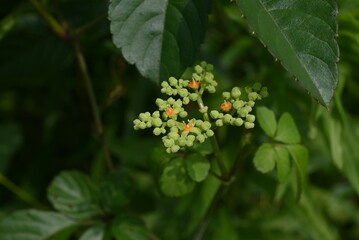 Bushkiller ( Cayratia  japonica ) flowers. Vitaceae perennial vine. Small green flowers bloom in summer and orange discs remain after flowering.