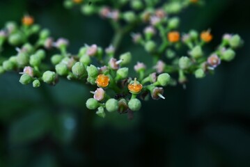 Bushkiller ( Cayratia  japonica ) flowers. Vitaceae perennial vine. Small green flowers bloom in summer and orange discs remain after flowering.