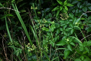 Bushkiller ( Cayratia  japonica ) flowers. Vitaceae perennial vine. Small green flowers bloom in summer and orange discs remain after flowering.
