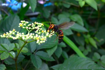 Bushkiller ( Cayratia  japonica ) flowers. Vitaceae perennial vine. Small green flowers bloom in summer and orange discs remain after flowering.