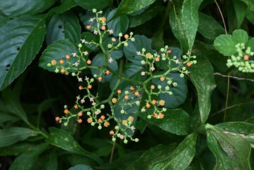 Bushkiller ( Cayratia  japonica ) flowers. Vitaceae perennial vine. Small green flowers bloom in summer and orange discs remain after flowering.