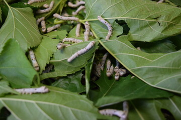 養蚕場 カイコ 桑の葉