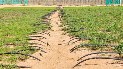 Neat rows of green organic crops growth under drip irrigation in farmland field. Sustainable agriculture and water-wise farming practices in the UAE.