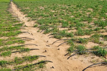 Neat rows of green organic crops growth under drip irrigation in farmland field. Sustainable agriculture and water-wise farming practices in the UAE.