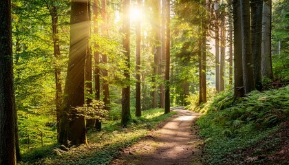 enchanting forest path illuminated by soft rays of sunlight filtering through the trees